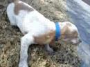 loqui dog