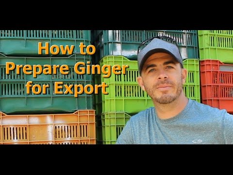 how to grow zingiber