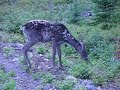 Woodland Caribou -Newfoundland