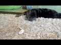 Click here to watch this video 元気になったピキ