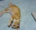 Kucing