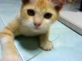 Kucing