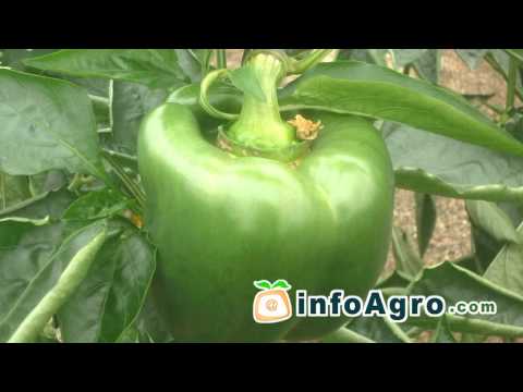 how to fertilize bell pepper plants