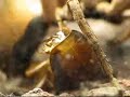Wolf spider Wolf spider