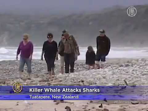 killer whale