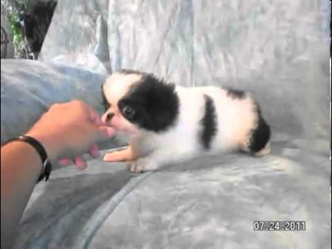 AKC - Jerry Lee