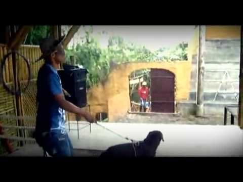 Perros guía