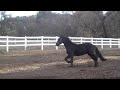 Cassanova FQ (Friesian Quest)