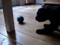 videos de Elsie 8 weken