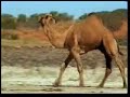 Natur Beweist Gott Existiert - Islam ist die wahre Religion 2/2
