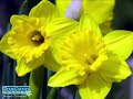 Door County Festival of Blossoms Slideshow
