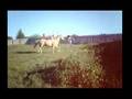 The Most Bucking-ist Horse