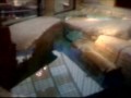 20091126   Shark Reef MB 1