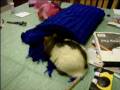 videos de Pet Rat Acheron playing in his blankie!