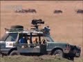 Lions courtship in Africa - BBC wildlife