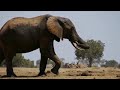 An Elephant's Life Has Ended