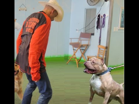 pitbull fights