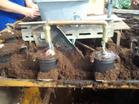 how to transplant hyacinth bulbs