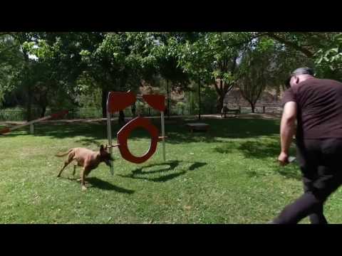 Vídeo sobre AGILITY