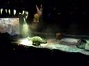 Walking with Dinasaurs