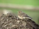 1w fem Pied Wheatear, Reighton Sands, North Yorks