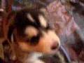 Alaskan Malamute video