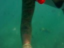 under the sea