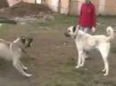 Animal Videos - kangal,kangallar,çoban köpekleri,akbas,çoban köpeği,karabaş