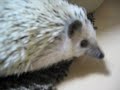 逃走するハリソン