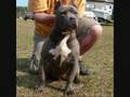 Bull Terrier Inglés video