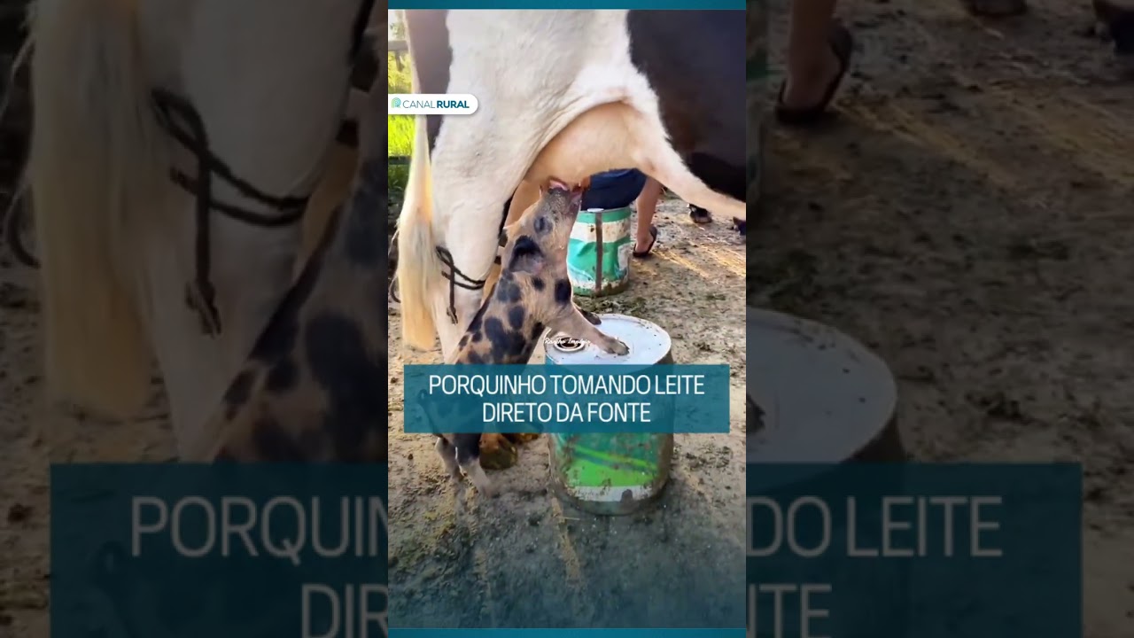 Porquinho tomando leite direto da fonte