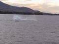 Whale-Watching-Maui