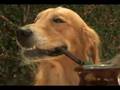 Revista NAH! - Perros
