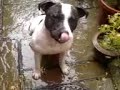 Staff puppy OBSEESSED with HOSE PIPE ! Staff puppy OBSEESSED with HOSE PIPE !