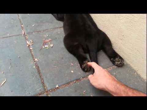 Black Labrador puppy – Paw tickles :)