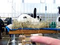 Кролиководство: Кролики.MOV