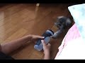 Funny Schnauzer Pupp