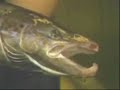 Atlantic Salmon