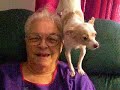 Tio the singing Chihuahua
