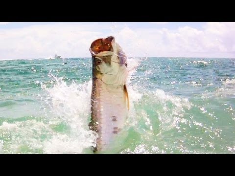 tarpon fishing