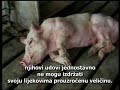 Upoznajte meso na va?em tanjuru 2/2