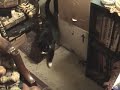 The Search, A Prowling Cat The Search, A Prowling Cat