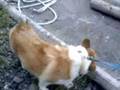 草を食べるコーギー