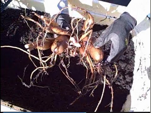 how to harvest yacon