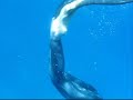 Free Diving the Canyon in Dahab, Egypt