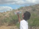 Giant Millipede in Desert