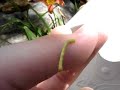 inchworm 2