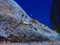 That's it. Monterey Bay Aquarium will open a sea horse exhibit in April 2009.
