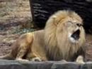 Roaring lion
