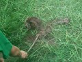 Giant Gas Mushroom!